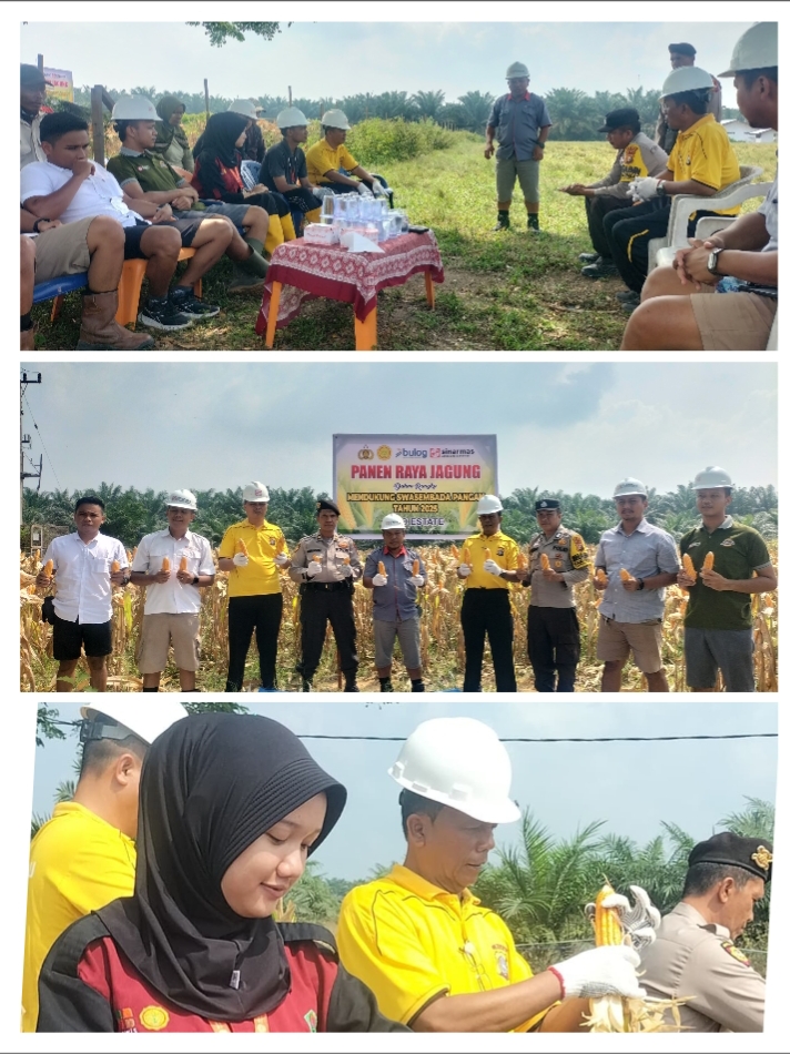 Panen Raya Jagung Pipil Di Kampung Libo Jaya, Wujud Dukungan Polsek Kandis Bersama PT.Ivo Mas Tunggal Terhadap Program Ketahanan Pangan Presiden RI