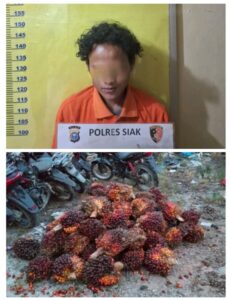 Pencurian 65 Tandan Sawit di Perkebunan PT Ivomas Tunggal, Polsek Kandis Amankan Satu Pelaku