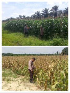 Polsek Kandis Gencarkan Monitoring Lahan Jagung Dukung Program Ketahanan Pangan Nasional Oplus_16908288