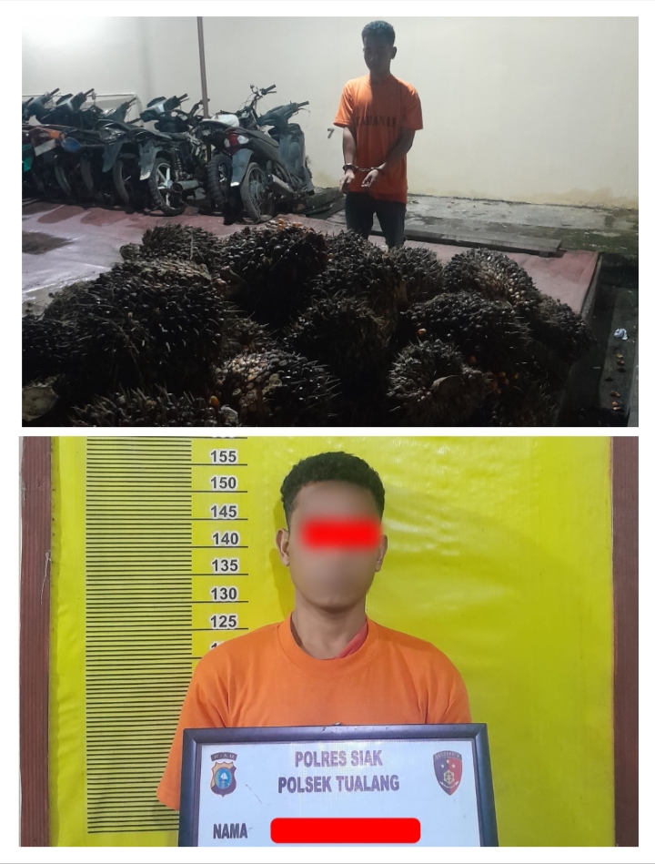 Polsek Tualang Ungkap Pencurian Sawit 2,1 Ton di Areal PT AIP, Satu Pelaku Diamankan, 2 DPO