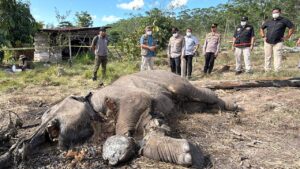 Kasus Anak Gajah Mati di TNTN, Ditreskrimsus Polda Riau Tetapkan Pemilik Lahan sebagai Tersangka IMG-20260226-WA0135(1)
