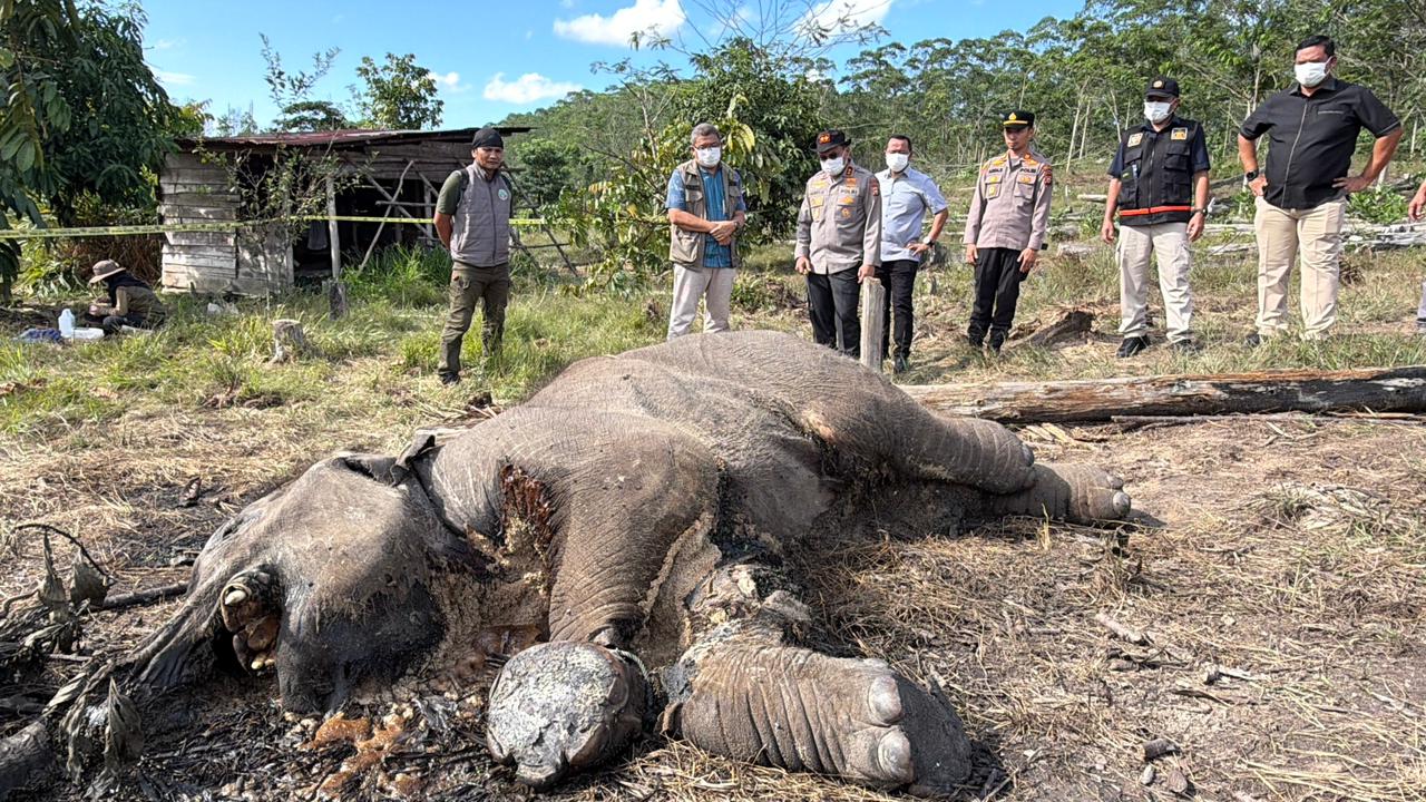 Kasus Anak Gajah Mati di TNTN, Ditreskrimsus Polda Riau Tetapkan Pemilik Lahan sebagai Tersangka