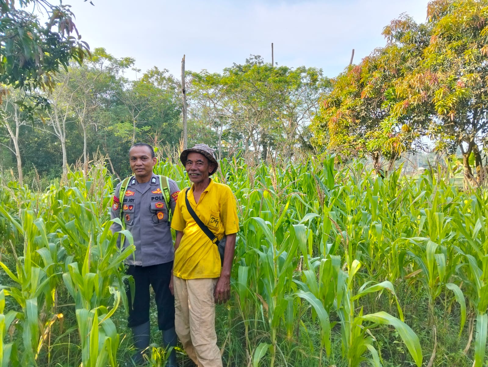 Kasi Um Polsek Pedes Laksanakan Pemupukan Jagung Manis Dukung Ketahanan Pangan Nasional