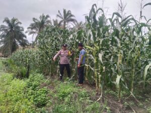 Polsek Kandis Cek Perkembangan Jagung Tumpang Sari 5 Hektare, Dukung Program Ketahanan Pangan Nasional IMG-20260516-WA0066