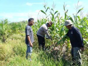 Polsek Kandis Intensifkan Pendampingan Petani, Dukung Ketahanan Pangan Nasional di Jambai Makmur IMG-20260519-WA0077