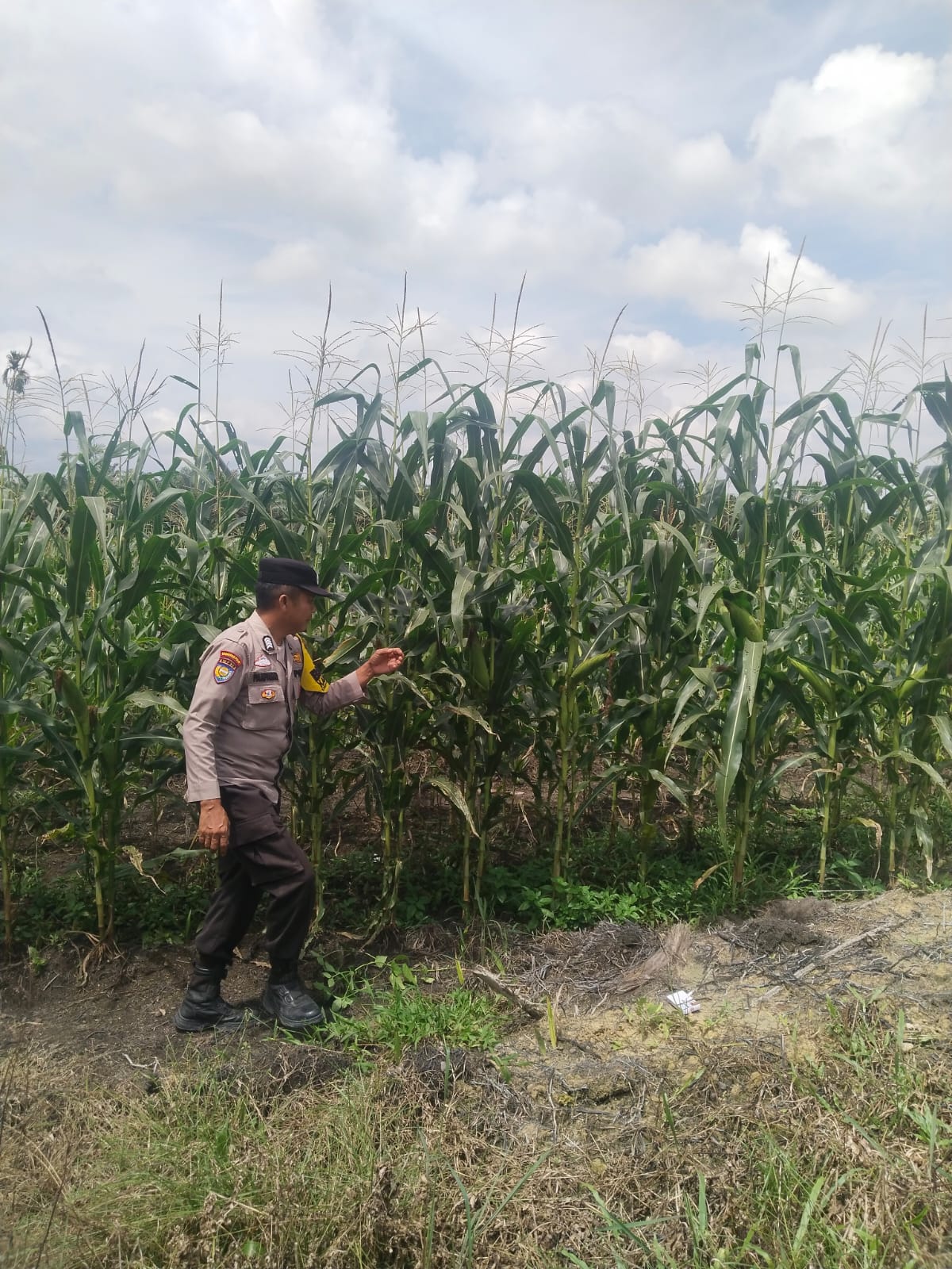 Polisi Turun ke Ladang, Ketahanan Pangan Terus Dijaga di Kandis