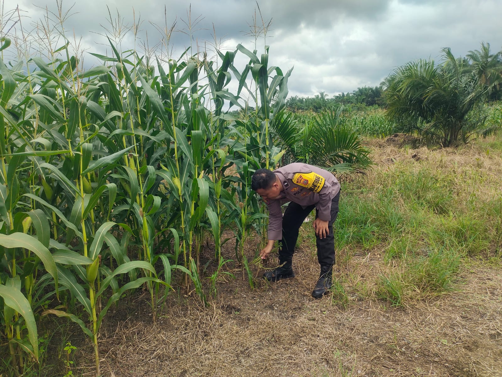 Polsek Kandis Cek Perkembangan Jagung Pipil di Lahan PT KPAK, Dukung Program Ketahanan Pangan Nasional