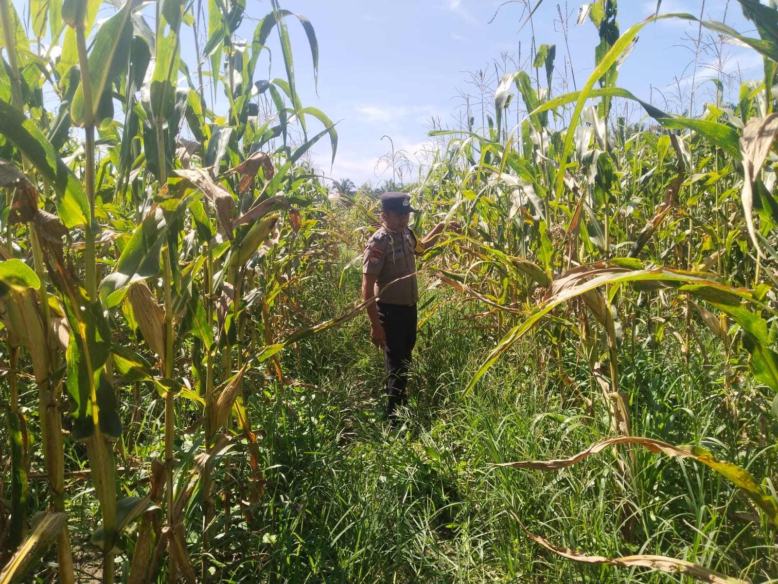 Polsek Kandis Dukung Ketahanan Pangan, Lahan Jagung 15 Hektare Disiapkan dan Tanaman Tumpang Sari Terus Dipantau
