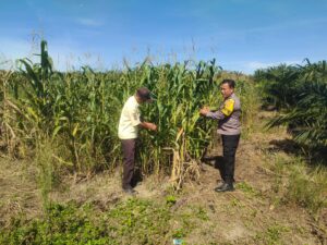 Polsek Kandis Cek Perkembangan Jagung Pipil di Lahan PT KPAK, Dukung Ketahanan Pangan Nasional IMG-20260526-WA0056