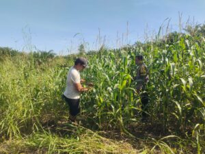 Polsek Kandis Laksanakan Pengecekan Tanaman Jagung Tumpang Sari di Lahan PT KPAK IMG-20260529-WA0047