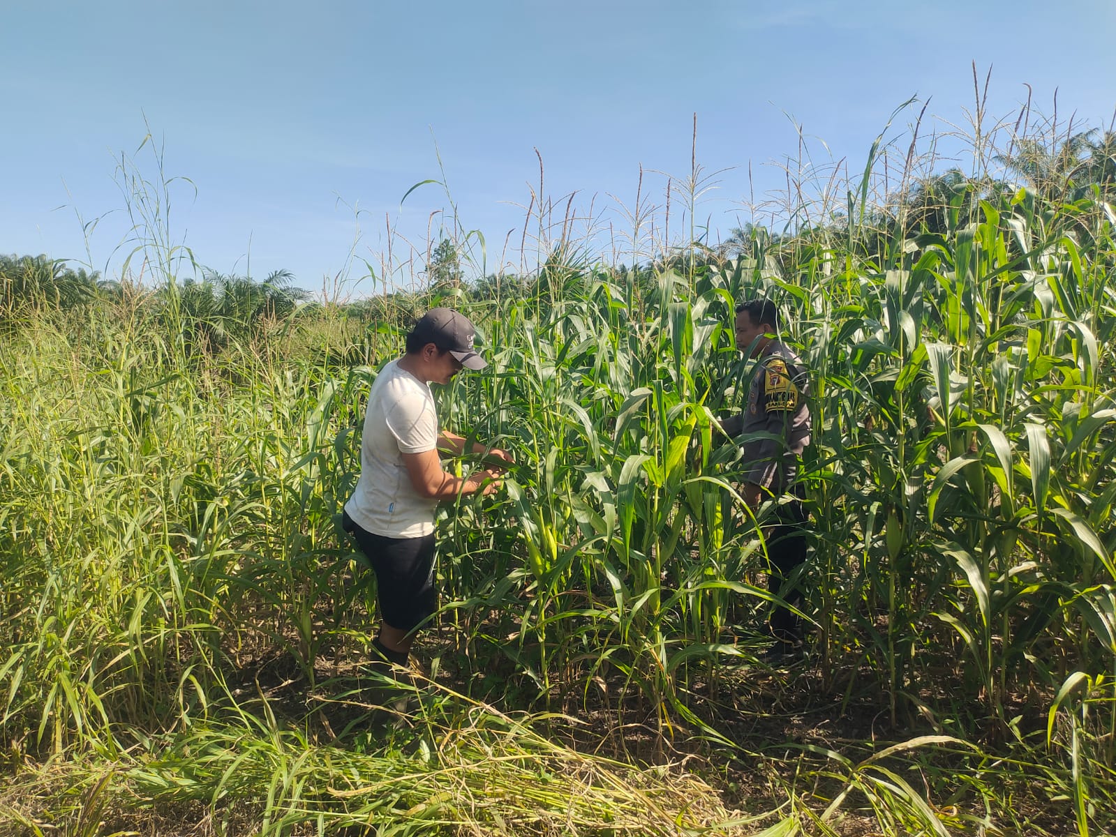 Polsek Kandis Laksanakan Pengecekan Tanaman Jagung Tumpang Sari di Lahan PT KPAK