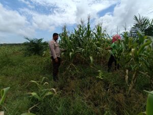 Dukung Ketahanan Pangan Nasional, Polsek Kandis Cek Perkembangan Jagung Pipil di Kampung Jambai Makmur IMG-20260601-WA0068
