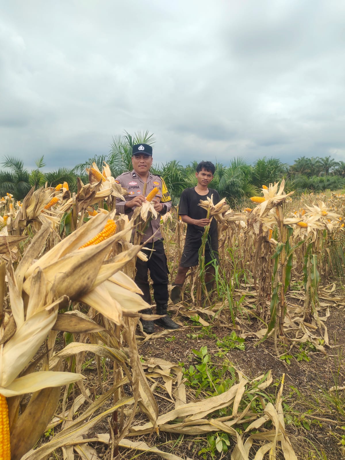 Polsek Kandis Perkuat Budaya Gotong royong Bersama Petani, Wujudkan Hasil Ketahanan Pangan yang Melimpah