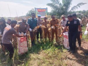 Polsek Kandis Panen Raya Jagung 3 Ton, Wujud Nyata Dukung Program Ketahanan Pangan Nasional IMG-20260706-WA0036