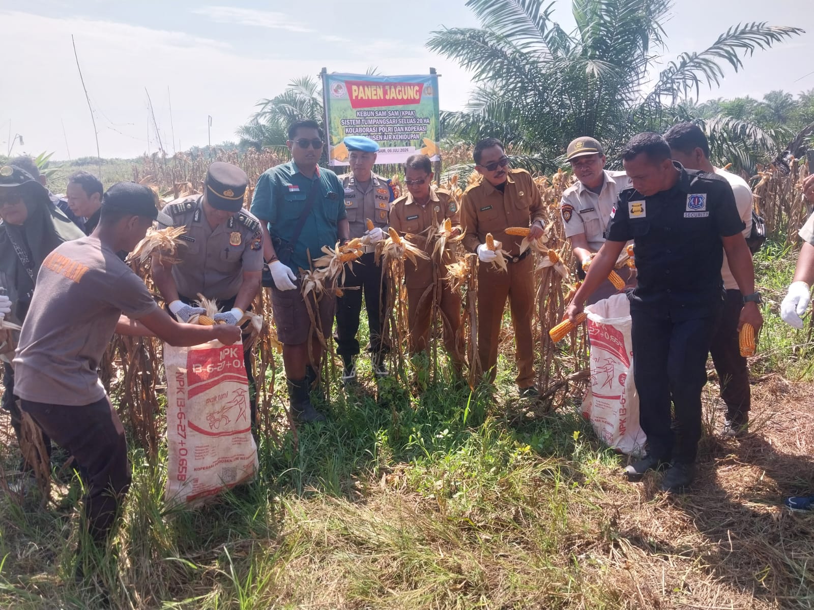 Polsek Kandis Panen Raya Jagung 3 Ton, Wujud Nyata Dukung Program Ketahanan Pangan Nasional