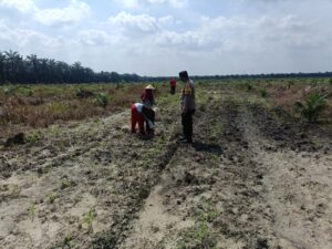 Polisi Cinta Petani, Polsek Kandis Intensif Rawat Jagung untuk Masa Depan Pangan Indonesia IMG-20260709-WA0029