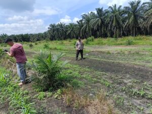 Polri untuk Ketahanan Pangan, Polsek Kandis Tinjau Pertumbuhan Jagung Bersama Kelompok Tani IMG-20260710-WA0052