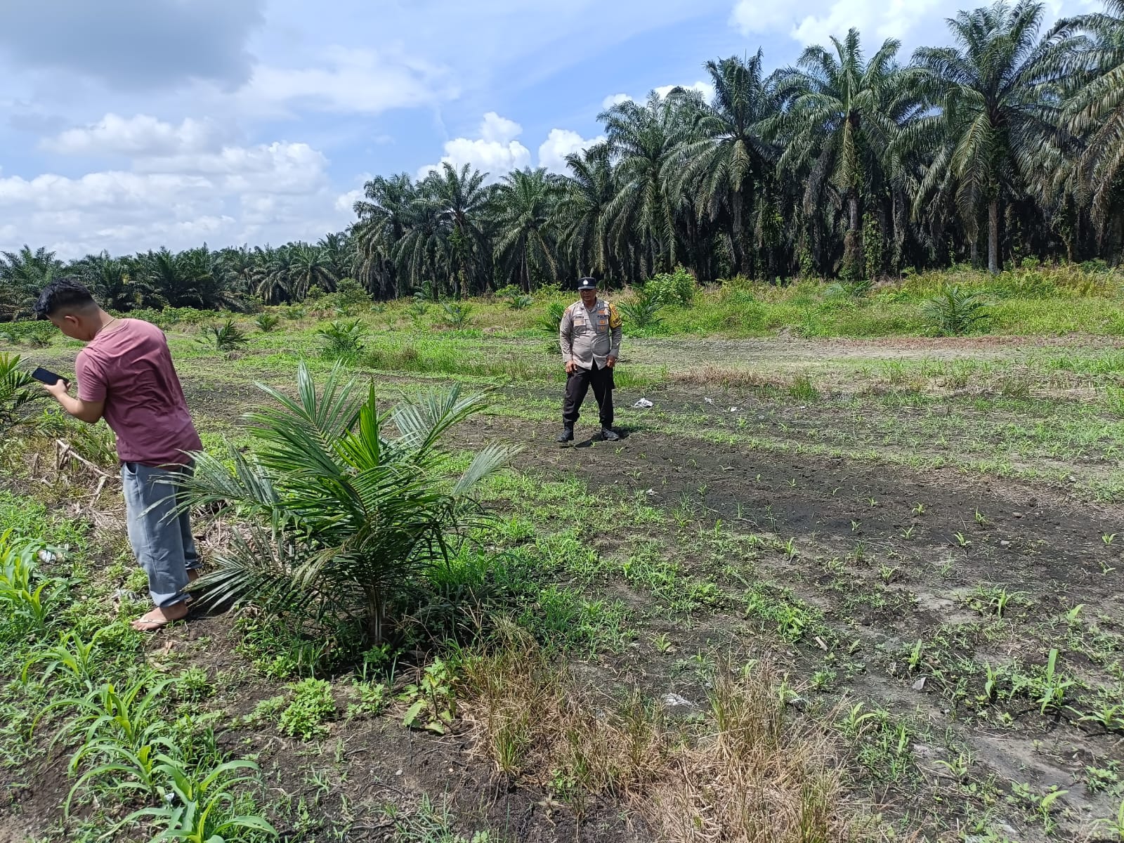 Polri untuk Ketahanan Pangan, Polsek Kandis Tinjau Pertumbuhan Jagung Bersama Kelompok Tani