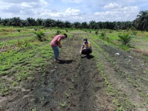 Tak Hanya Menjaga Kamtibmas, Polri Turun ke Lahan Jagung Mengawal Swasembada Pangan Nasional IMG-20260713-WA0008
