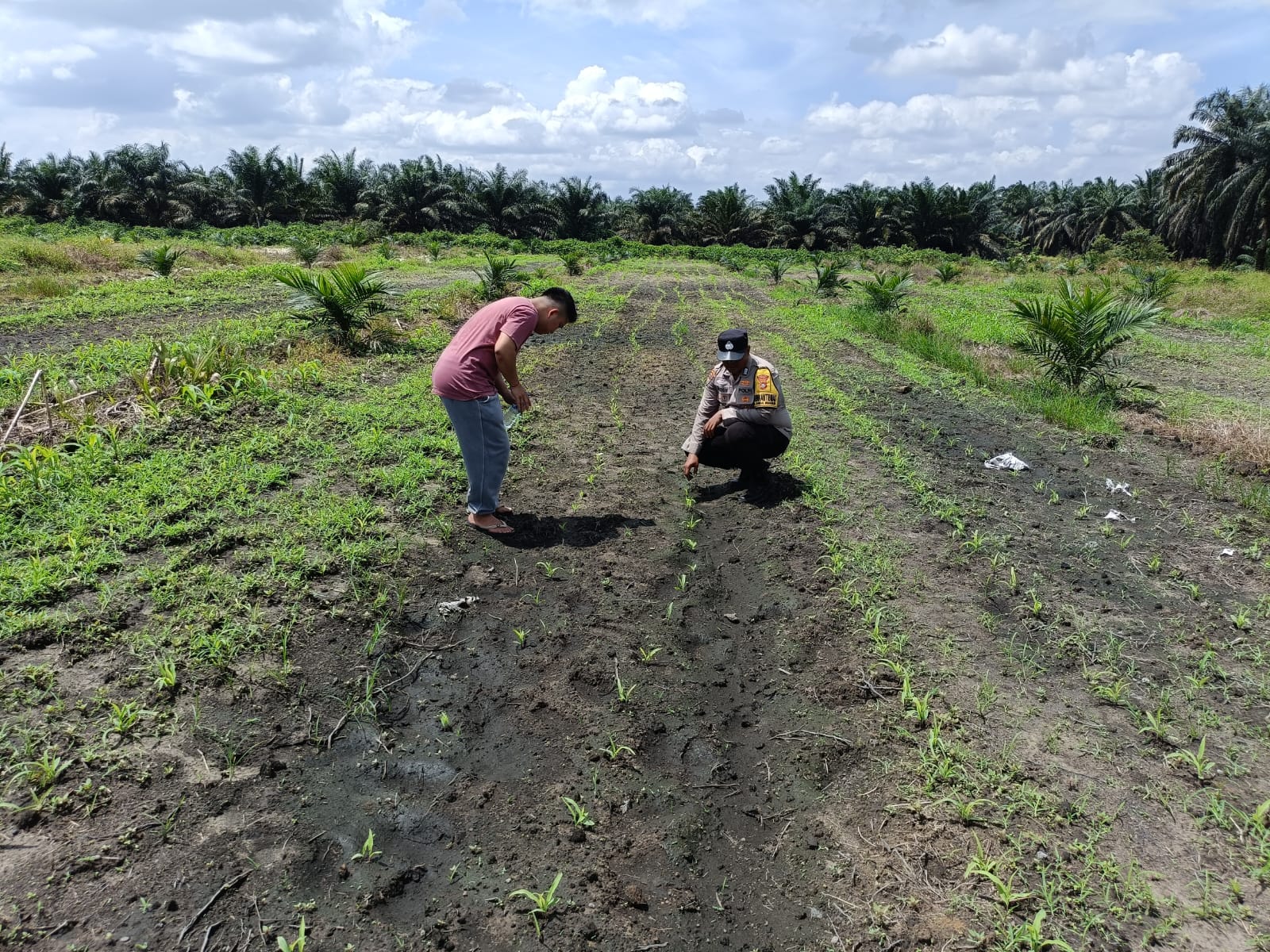 Tak Hanya Menjaga Kamtibmas, Polri Turun ke Lahan Jagung Mengawal Swasembada Pangan Nasional