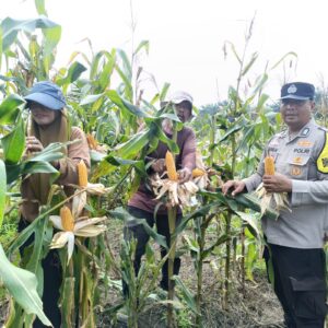 Sinergi Polri dan Petani Berbuah Manis, Polsek Kandis Panen Raya Jagung 2 Ton IMG-20260716-WA0088