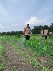 Polsek Kandis Dampingi Penyemprotan Gulma, Kapolsek Turun Langsung Rawat Jagung Program Ketahanan Pangan IMG-20260717-WA0036