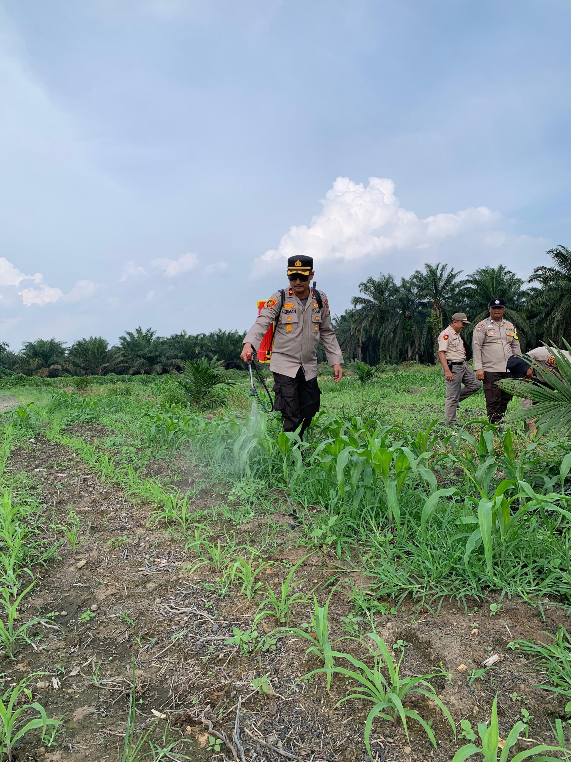 Polsek Kandis Dampingi Penyemprotan Gulma, Kapolsek Turun Langsung Rawat Jagung Program Ketahanan Pangan