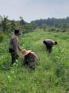POLSEK KANDIS TERUS KAWAL KETAHANAN PANGAN, KAPOLSEK BESERTA WAKA POLSEK LAKUKAN PEMBERSIHAN GULMA DI LAHAN JAGUNG IMG-20260717-WA0040
