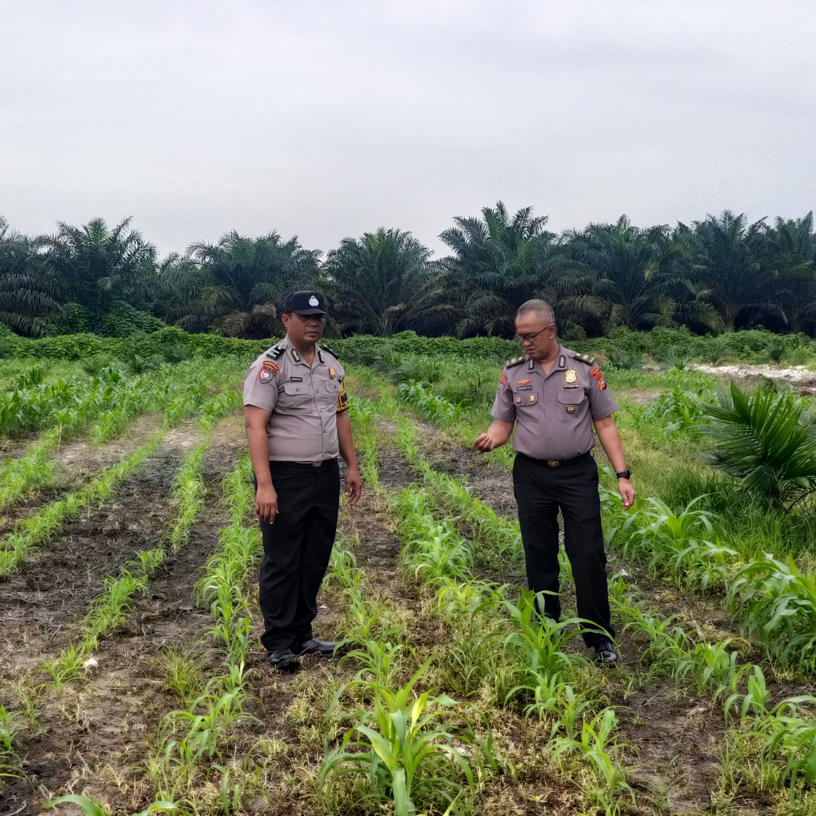 Polri Hadir untuk Petani! Polsek Kandis Kawal Jagung 12 Hektare Demi Wujudkan Swasembada Pangan Nasional
