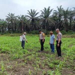 Saat Polisi Turun ke Lahan, Asa Swasembada Pangan Semakin Nyata di Kandis IMG-20260721-WA0028