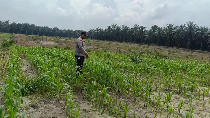 Polsek Kandis Bergerak di Tengah Hamparan Jagung, Wujud Nyata Polri Mengawal Swasembada Pangan Nasional