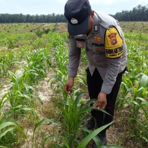 Mengawal Tunas Harapan Bangsa! Polsek Kandis Turun Langsung ke Lahan Jagung Demi Swasembada Pangan Nasional IMG-20260725-WA0023