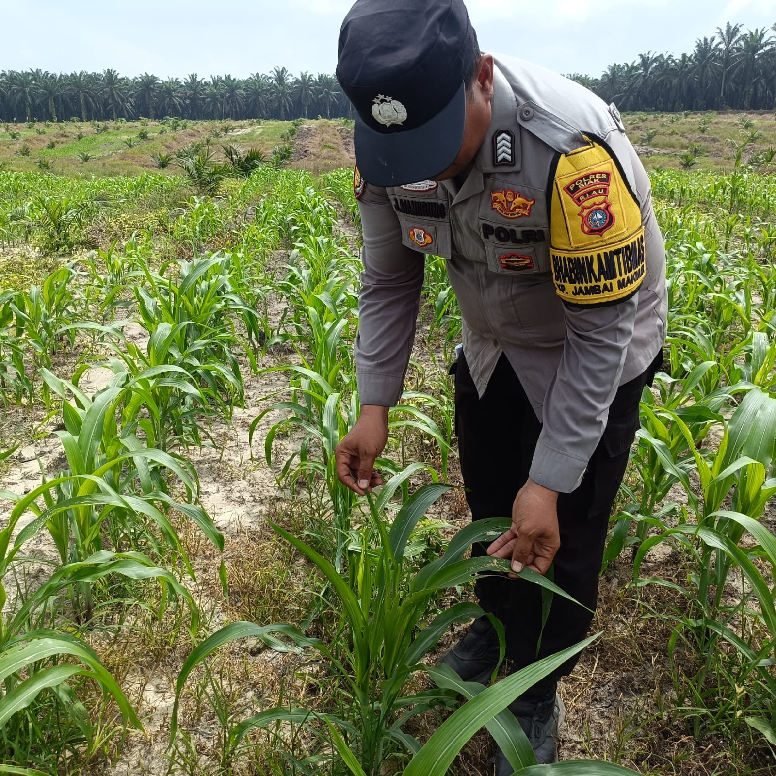 Mengawal Tunas Harapan Bangsa! Polsek Kandis Turun Langsung ke Lahan Jagung Demi Swasembada Pangan Nasional
