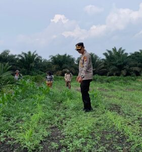 Polsek Kandis Kawal Asa Bangsa dari Lahan Jagung, Wujud Nyata Polri Mengawal Swasembada Pangan Nasional IMG-20260726-WA0002(1)