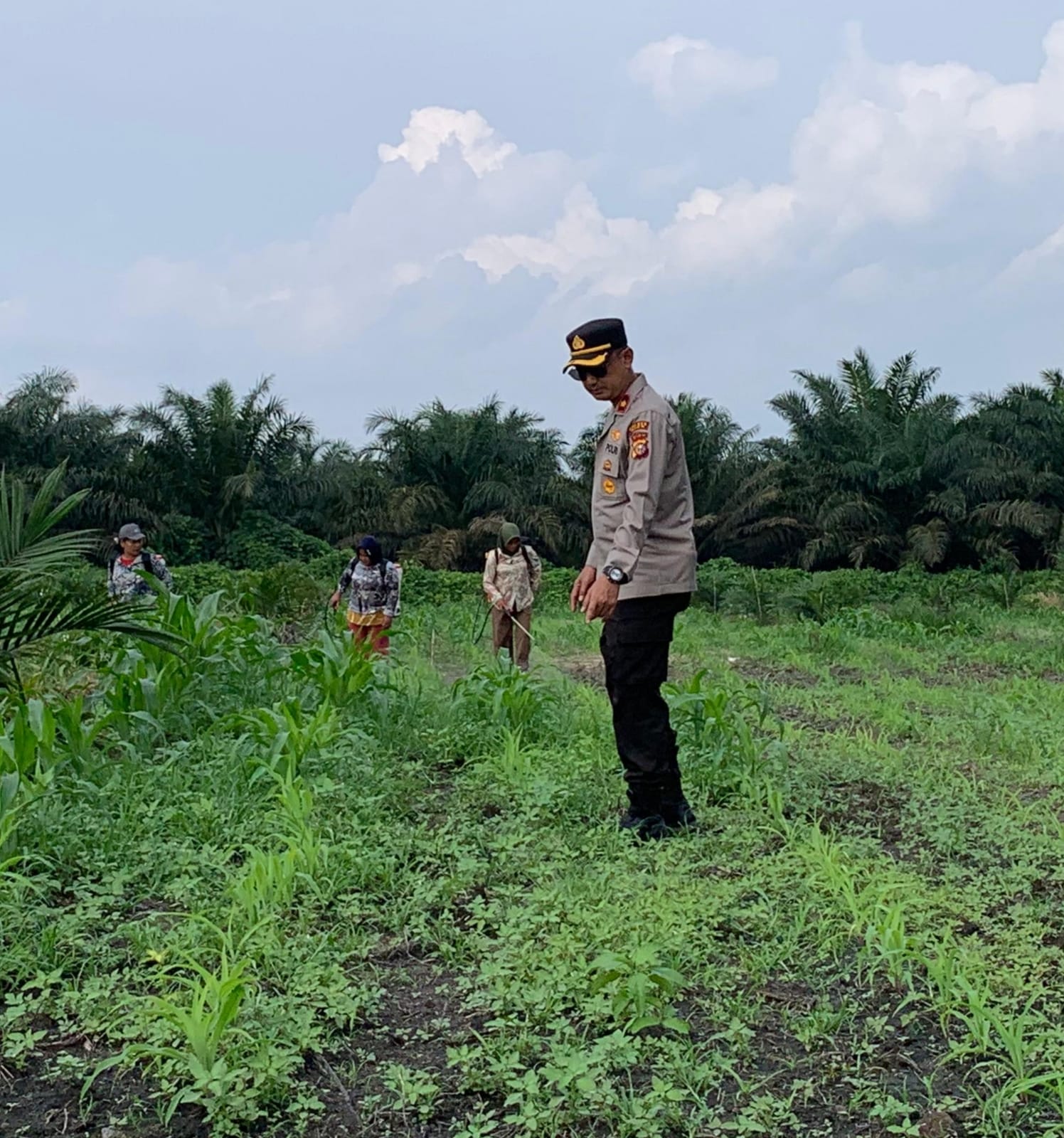 Polsek Kandis Kawal Asa Bangsa dari Lahan Jagung, Wujud Nyata Polri Mengawal Swasembada Pangan Nasional