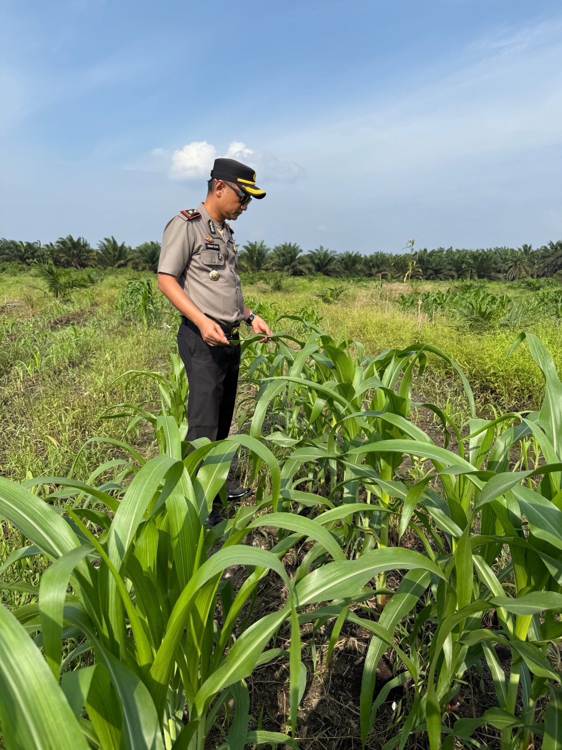 Kapolsek Kandis Turun Bersama Petani, Rawat Tanaman untuk Menjaga Ketahanan Pangan