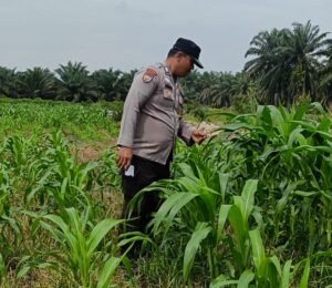 Bhabinkamtibmas Polsek Kandis dan Petani Bersama Merawat Kesuburan Tanaman Jagung Oplus_16908288