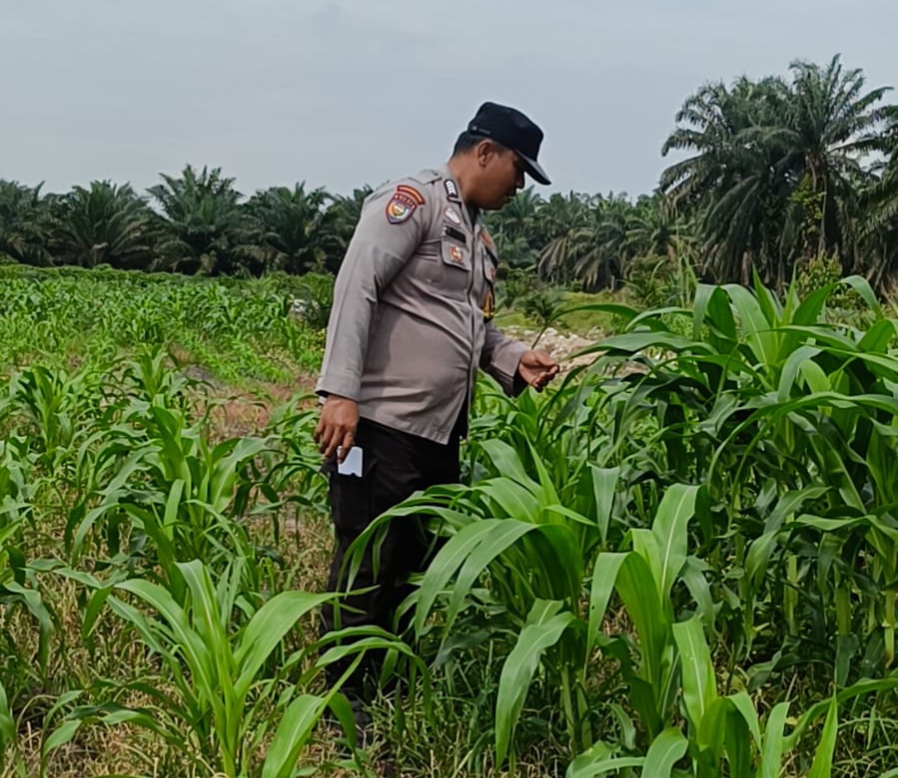 Bhabinkamtibmas Polsek Kandis dan Petani Bersama Merawat Kesuburan Tanaman Jagung