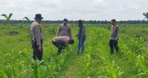 Polsek Kandis Perkuat Pendampingan Petani, Pastikan Tanaman Jagung Tumbuh Optimal Dukung Swasembada Pangan Nasional Oplus_16908288