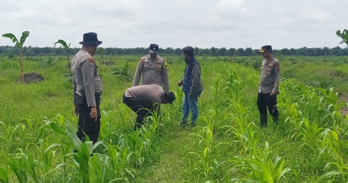 Polsek Kandis Perkuat Pendampingan Petani, Pastikan Tanaman Jagung Tumbuh Optimal Dukung Swasembada Pangan Nasional