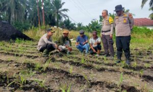 Polsek Kandis dan Petani Satukan Langkah, Mengawal Ketahanan Pangan untuk Masa Depan Bangsa Oplus_16908288