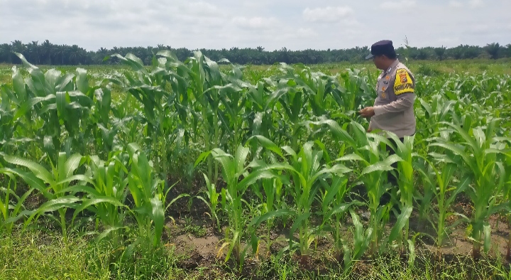 Polsek Kandis dan Petani Bersinergi, Jaga Jagung Tetap Tumbuh untuk Ketahanan Pangan