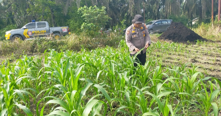 Polisi Masuk Ladang! Polsek Kandis Rawat Jagung, Jaga Asa Swasembada Pangan