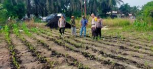 “Tak Sekadar Mengawal Keamanan, Polsek Kandis Turun ke Lahan Jagung Kawal Ketahanan Pangan Oplus_16908288