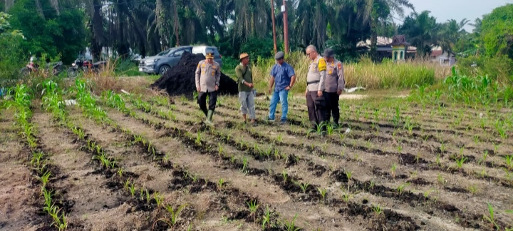 “Tak Sekadar Mengawal Keamanan, Polsek Kandis Turun ke Lahan Jagung Kawal Ketahanan Pangan