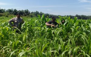 Jagung Tumbuh, Harapan Menguat: Polsek Kandis Kawal Ketahanan Pangan dari Jambai Makmur Oplus_16908288