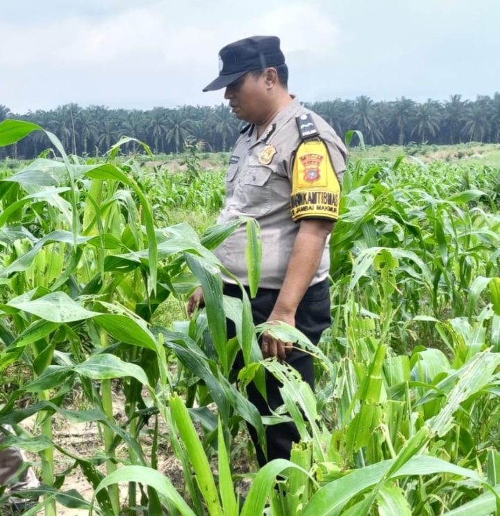 Menembus Hamparan Jagung, Polsek Kandis Pastikan Ketahanan Pangan Tetap Terjaga