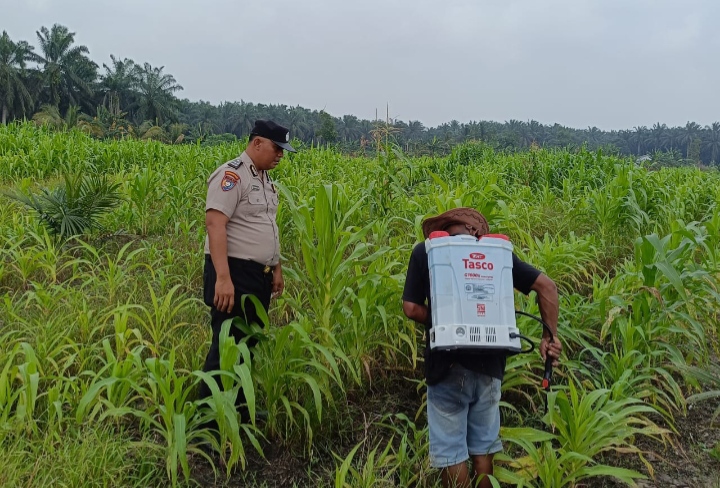 12 Hektare Jagung Jadi Asa Swasembada, Polisi Turun Langsung Kawal Lahan Petani di Kandis