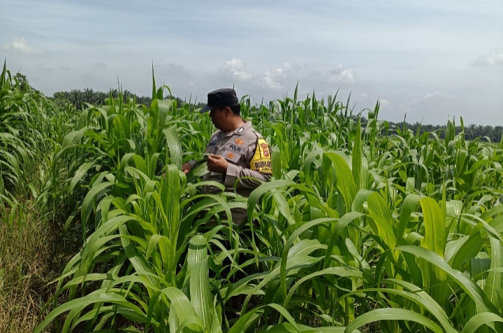 Dari Lahan Binaan, Bhabinkamtibmas Polsek Kandis Tumbuhkan Semangat Petani