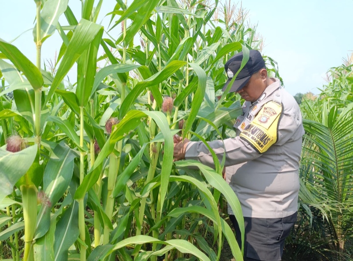 Jagung Mulai Berbuah, Polsek Kandis Perkuat Pendampingan Petani Dukung Swasembada Pangan